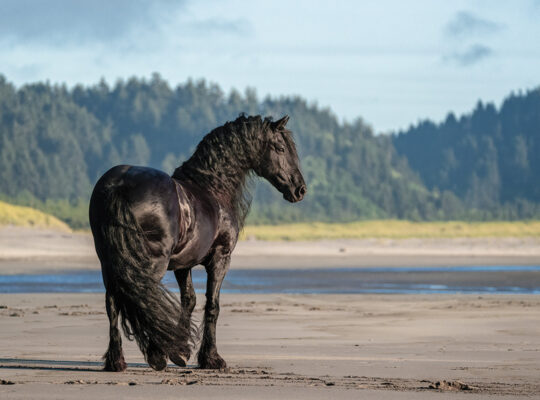 The original Black Beauty? All you need to know about the magnificent Friesian horse