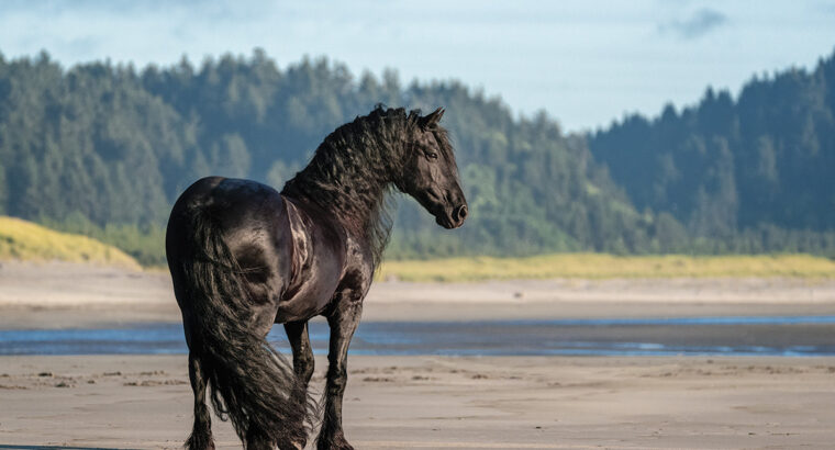 The original Black Beauty? All you need to know about the magnificent Friesian horse