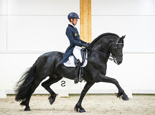 Everything you need to know about dressage