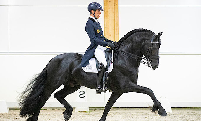 Everything you need to know about dressage