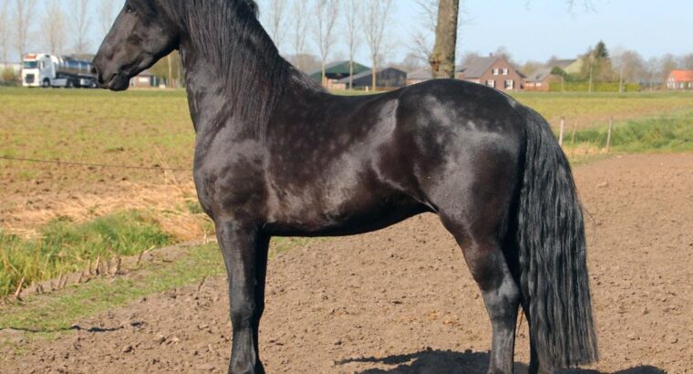 Friesian Gelding very tall and easy to ride