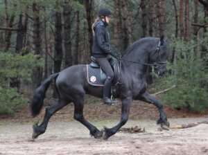 Friesian Mares and Stallions
