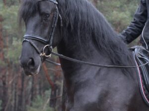 4 Years Old Stallion | Ridden