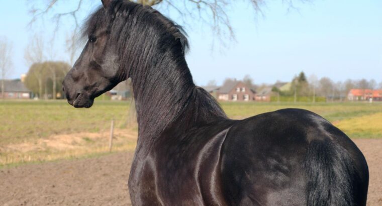 Friesian Gelding very tall and easy to ride