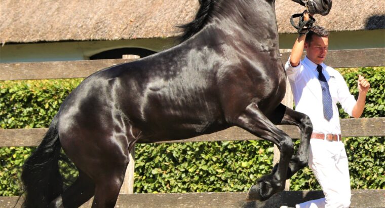 Friesian Mare for sale in Argentina