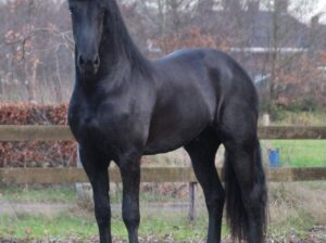 Friesian mare 7 years old in foal