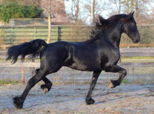 Friesian Gelding available for sale in Mexico