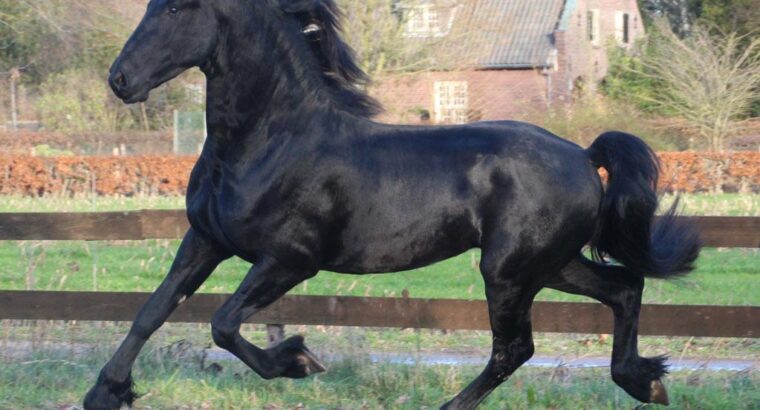 Friesian Gelding available for sale in Mexico
