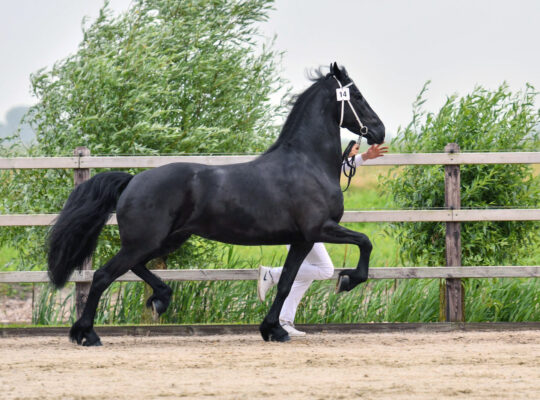 Friesian Mare – it is your dream