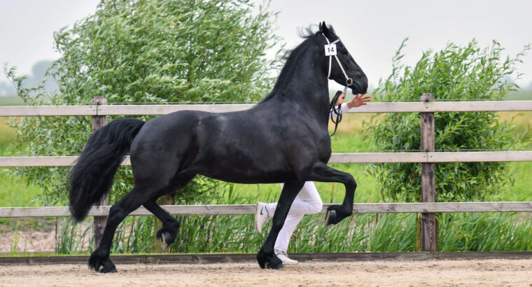 Friesian Mare – it is your dream