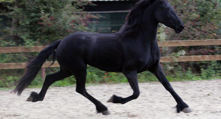 Friesian 4 Years Old Mare | Tall and with Nice
