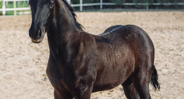 Friesian Colt – 3 Month old