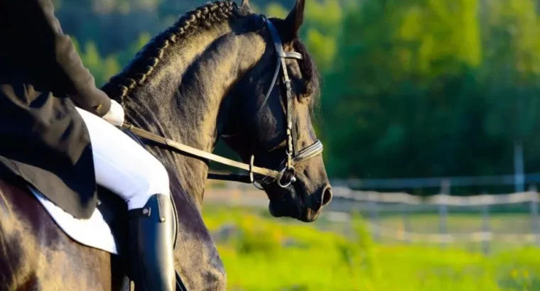What are Friesian horses used for? 5 uses that may surprise!