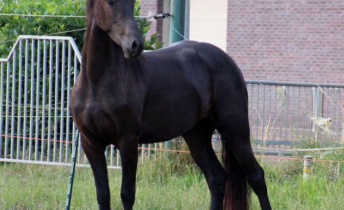Friesian Star Mare – 6 Years Old