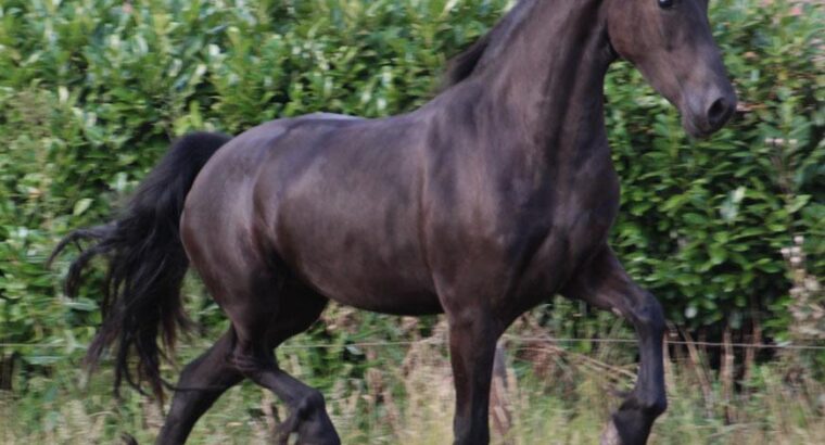 Friesian Star Mare – 6 Years Old