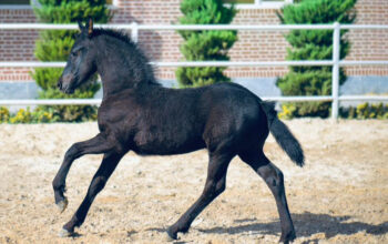 Friesian Colt 3 month old