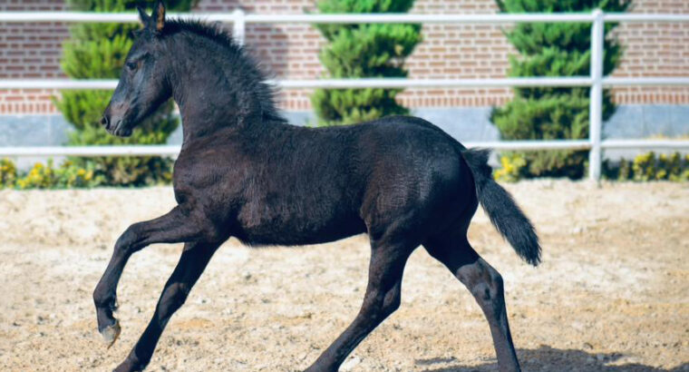 Friesian Colt 3 month old