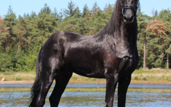 Stallion 3 years old in China