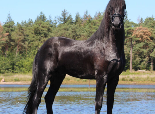 Stallion 3 years old in China