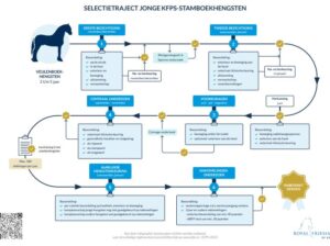 KFPS stallion selection in clear infographics