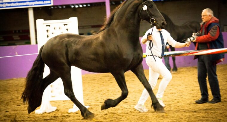 Stunning Friesian mare 4,5 years old