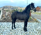 Friesian stallion by sire Elias 494