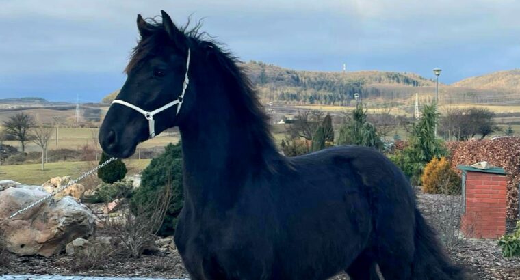 Friesian stallion by sire Elias 494