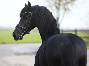 Handsome friesian mare