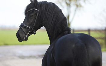 Handsome friesian mare