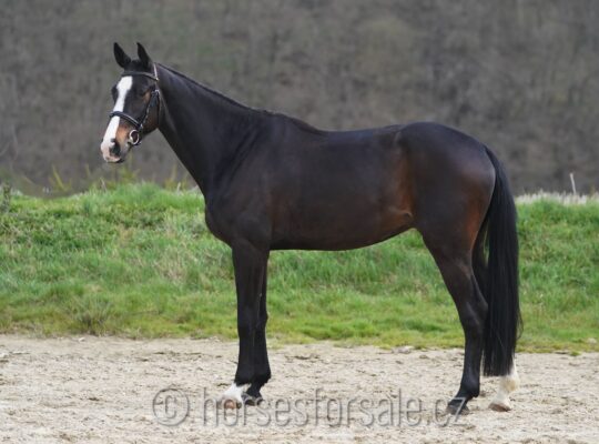amazing youngster for all rings, Million Dollar x Zirocco Blue