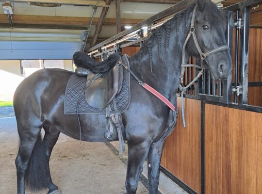 Beutiful Star mare for sale